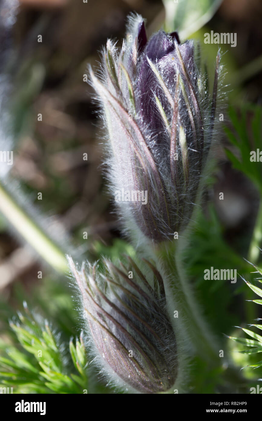 Pulsatilla pratensis, kleine Pasque flower ist eine Art der Gattung Pulsatilla, beheimatet in Mittel- und Osteuropa, von Südosten Norwegens und westliche Dänemark nach Süden und Osten nach Bulgarien. Postrelrel Stockfoto