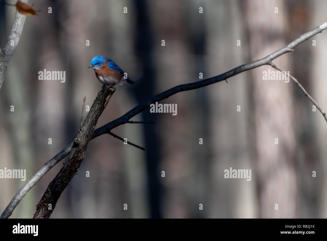 Eastern Bluebird (Sialia sialis) hocken im Baum. Stockfoto