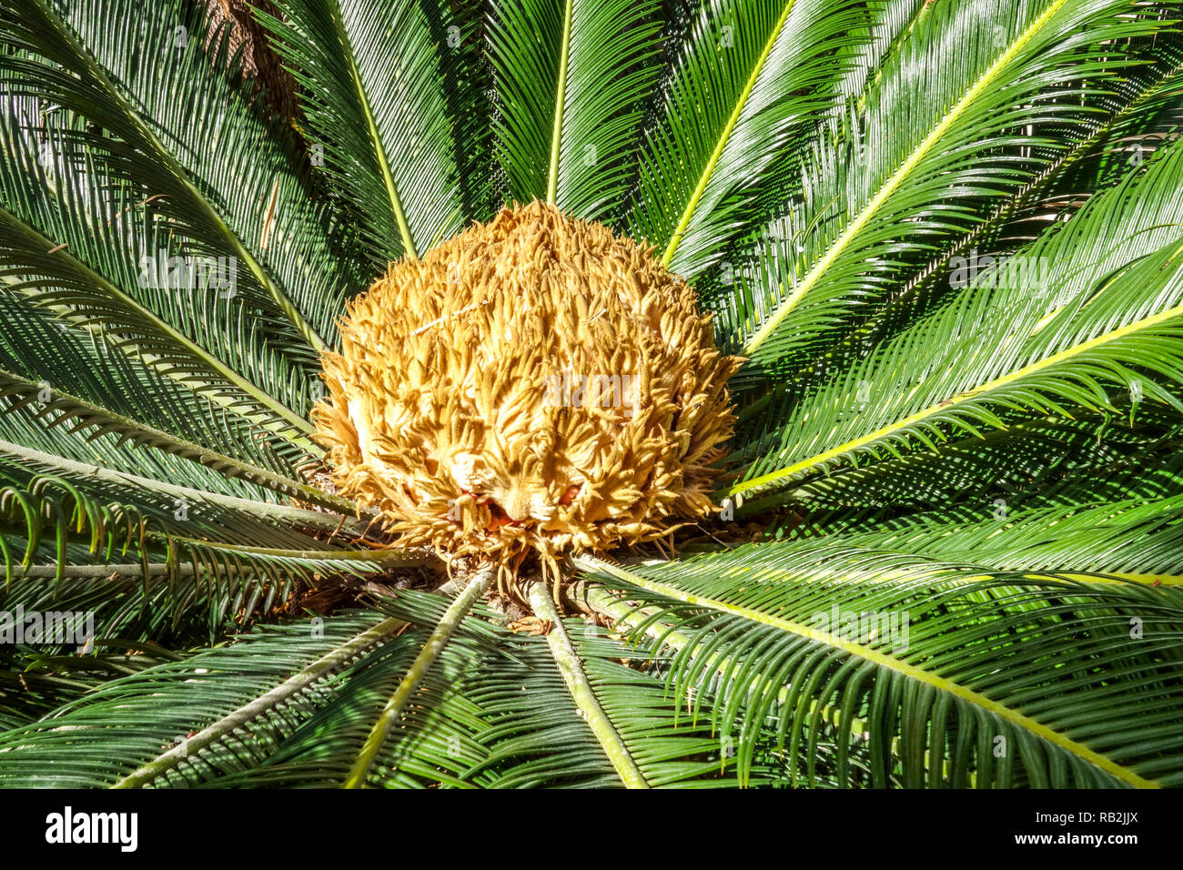 Sago Palm, Cycas Revoluta – Botanischer Garten Elche Spanien Gymnosperm weiblich Stockfoto