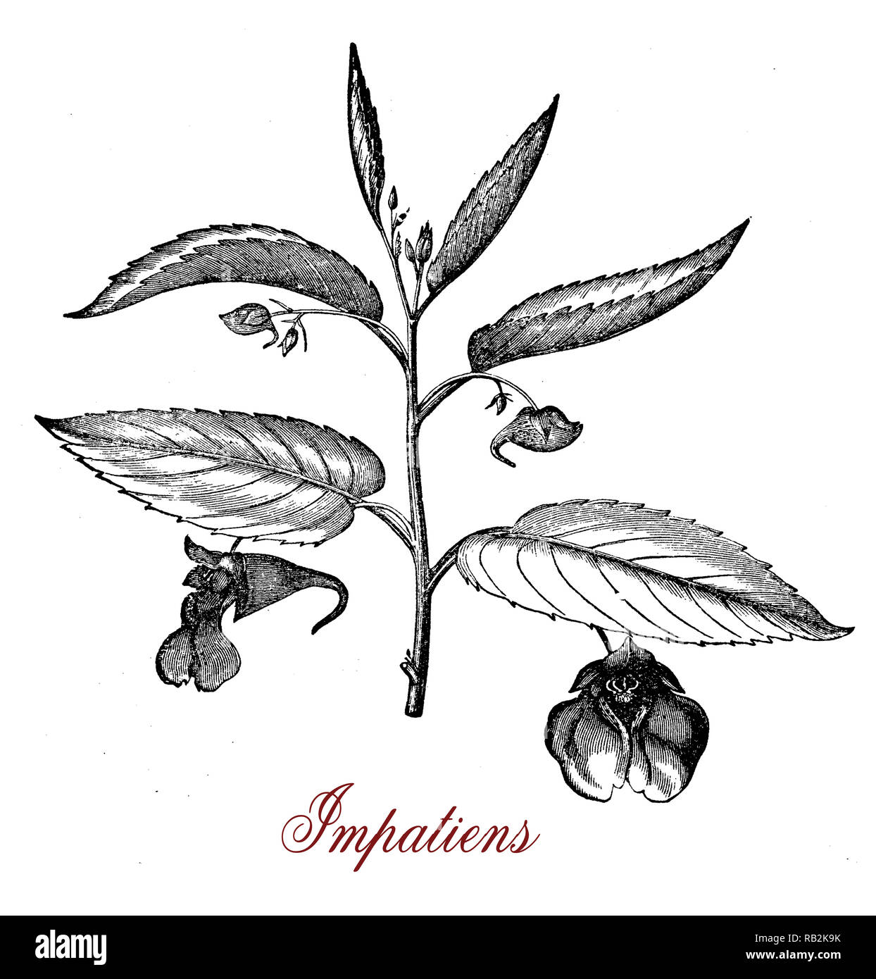 Vintage Gravur von Impatiens, dekorative Pflanze mit saftigen Stängeln und Lila Rosa Blumen, in der Kräutermedizin für Dermatitis und gegen Bienenstiche verwendet Stockfoto