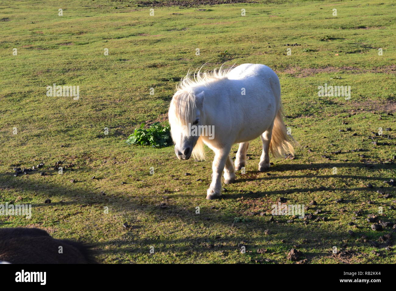 Eine weiße Shetland pony ein Feld an Christmas Tree Farm, einen