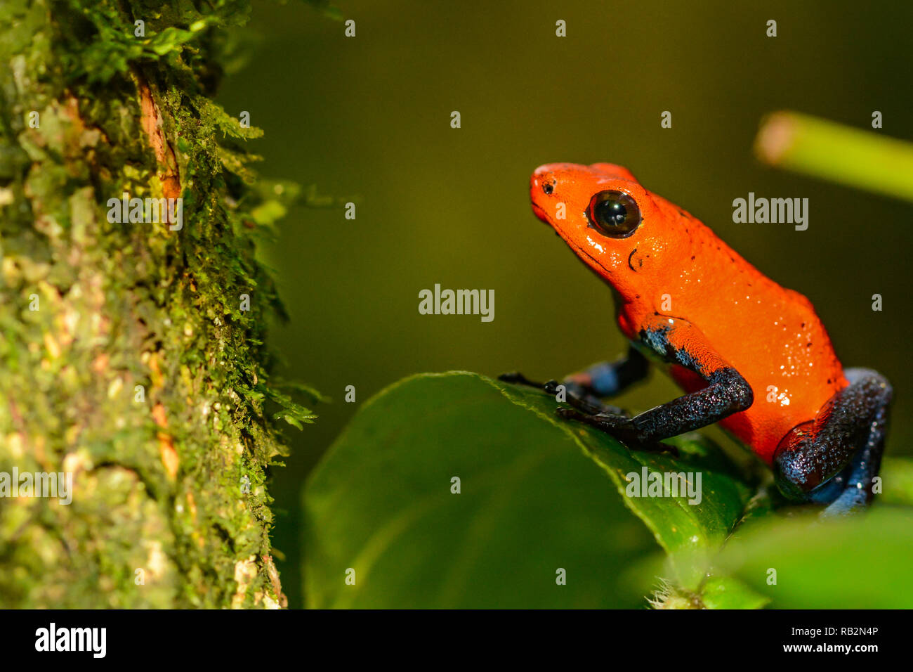 Strawberry Poison Dart Frog (Oophaga pumilio) Stockfoto