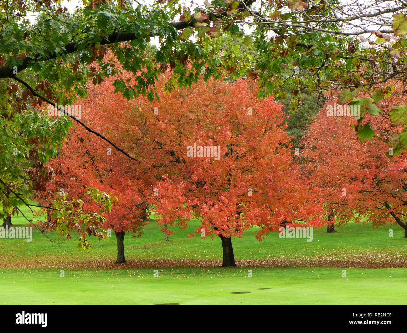 Herbst Farben auf dem Golfplatz. Stockfoto