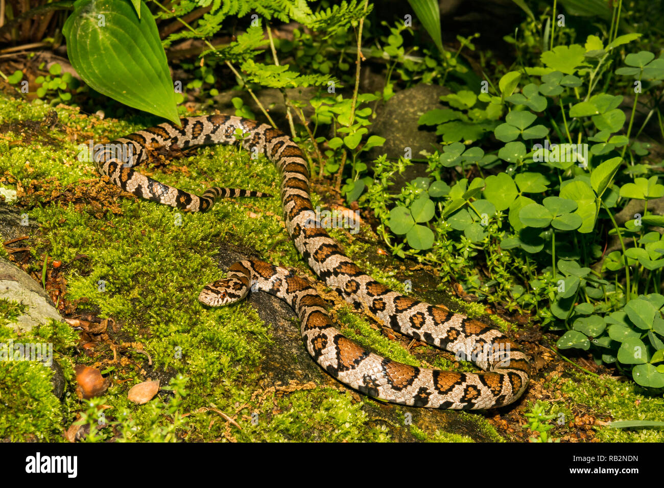 Östliche Königsnatter (Lampropeltis triangulum) Stockfoto