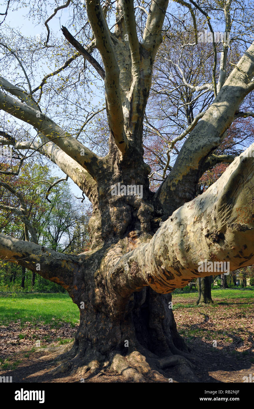 Platane im Frühjahr. Platánfa Tavasszal. Stockfoto