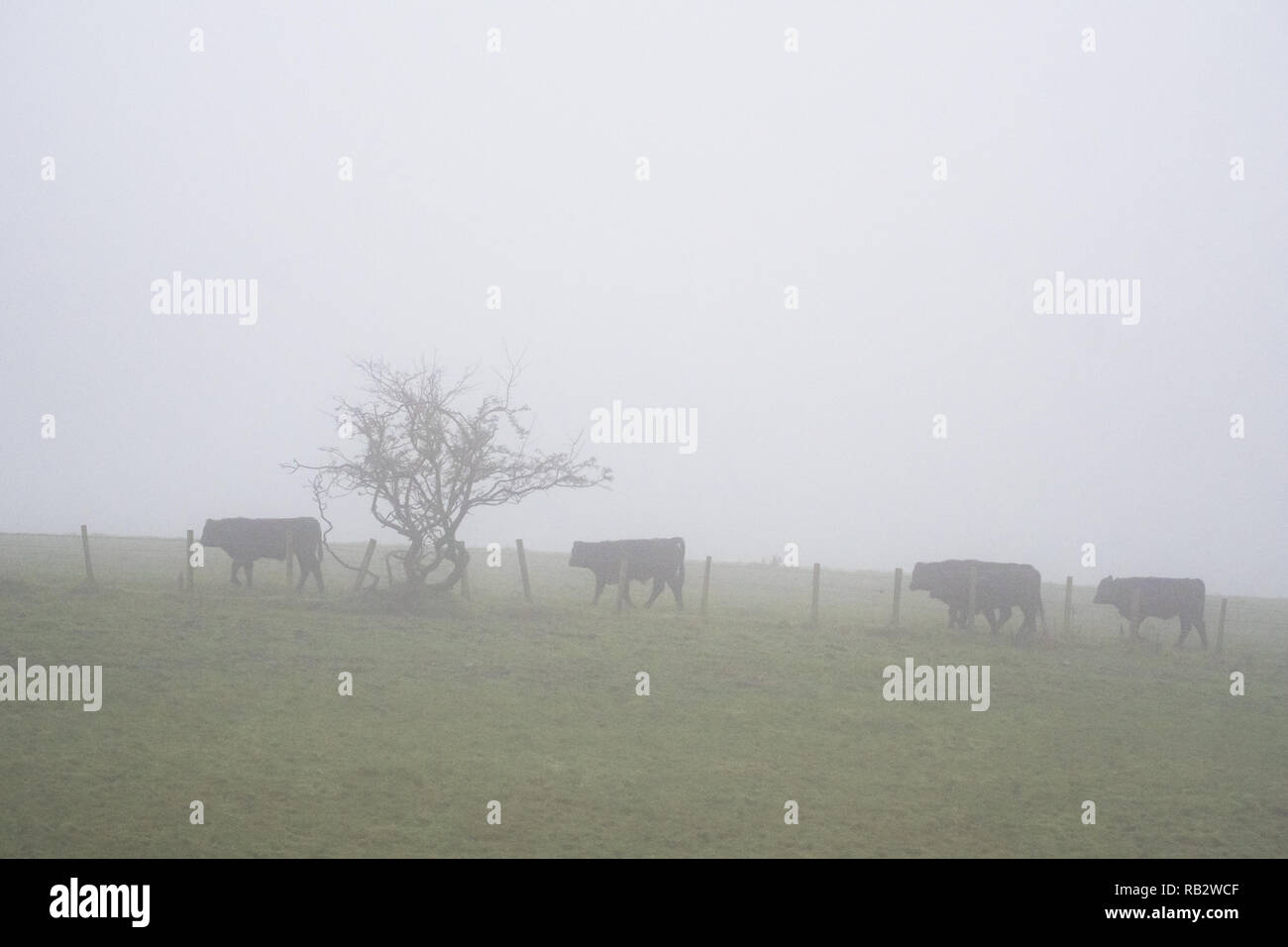 East Dunbartonshire, Schottland, Großbritannien. 6. Januar 2018. UK Wetter - Kühe im Nebel in Baldernock, East Dunbartonshire, 10 Meilen nördlich von Glasgow City Centre Credit: Kay Roxby/Alamy leben Nachrichten Stockfoto