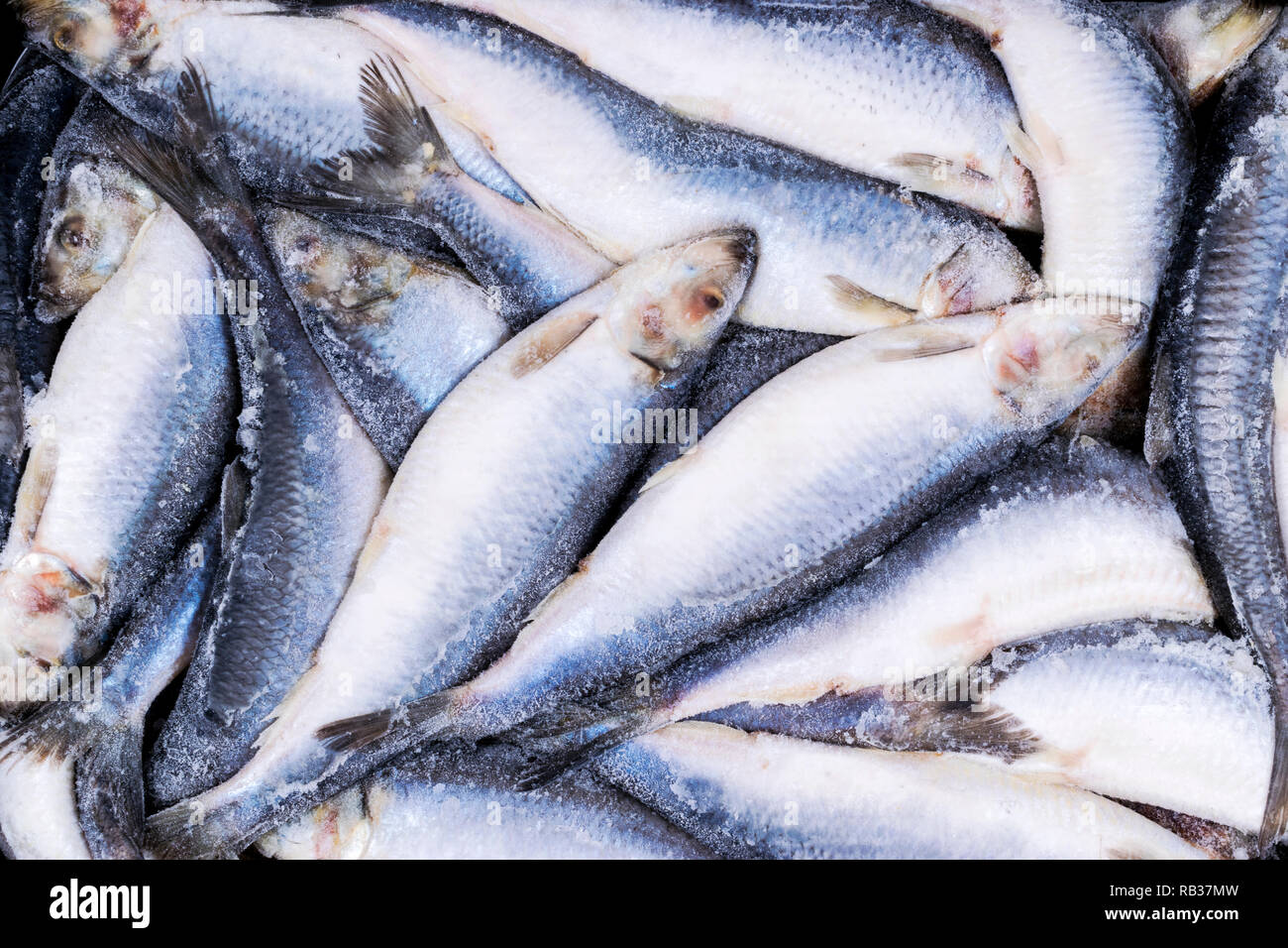Gefrorenem Hering. Gefrorene Gruppe von Fisch. iced Atlantik Fisch. Heringe. Hering Muster. Hering Textur. Stockfoto
