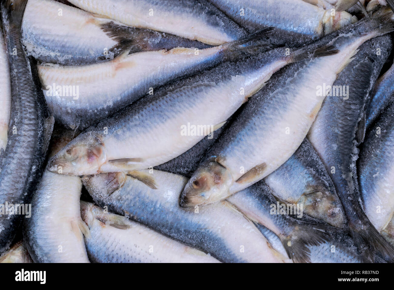 Gefrorenem Hering. Gefrorene Gruppe von Fisch. iced Atlantik Fisch. Heringe. Hering Muster. Hering Textur. Stockfoto