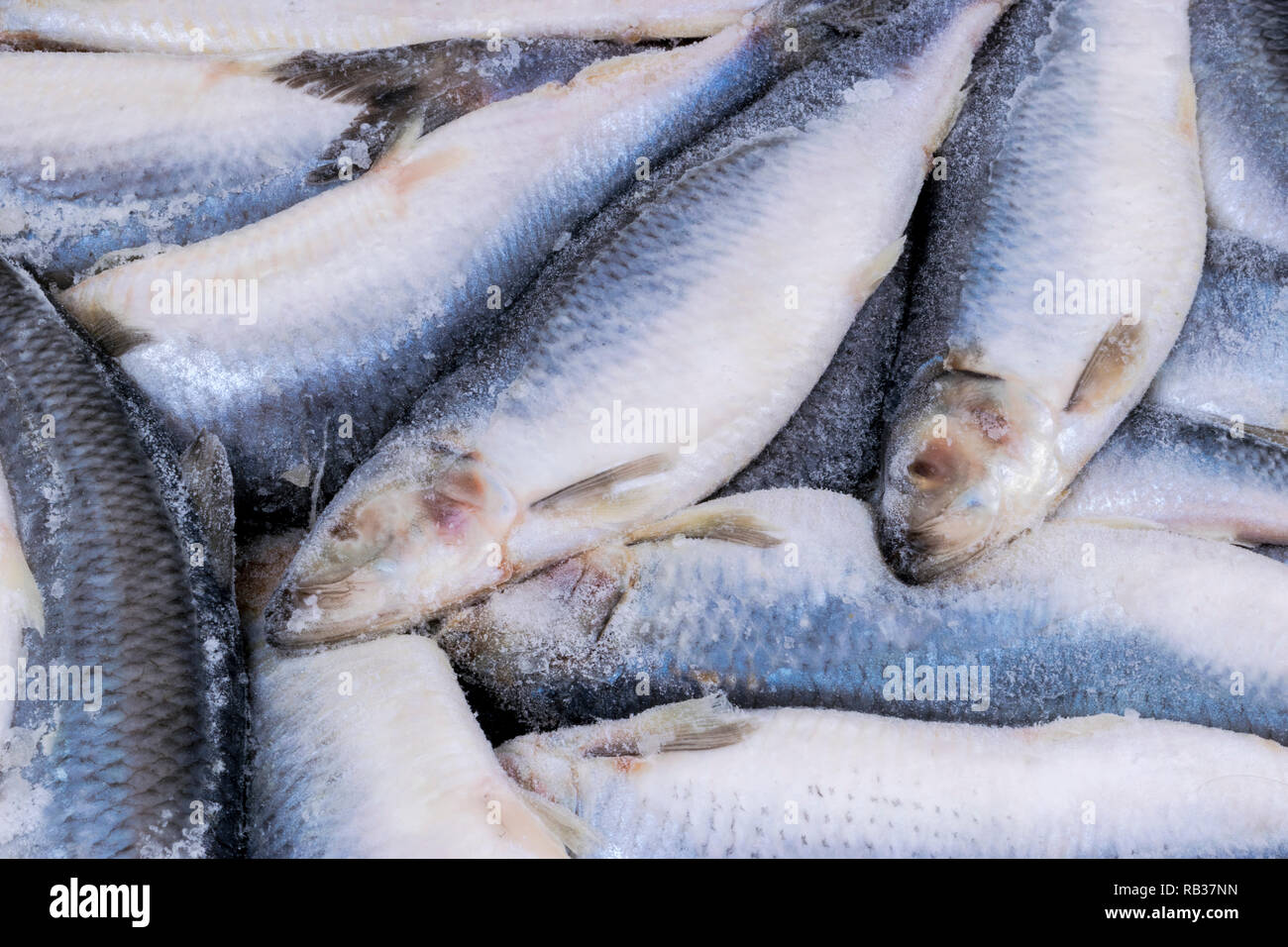 Gefrorenem Hering. Gefrorene Gruppe von Fisch. iced Atlantik Fisch. Heringe. Hering Muster. Hering Textur. Stockfoto