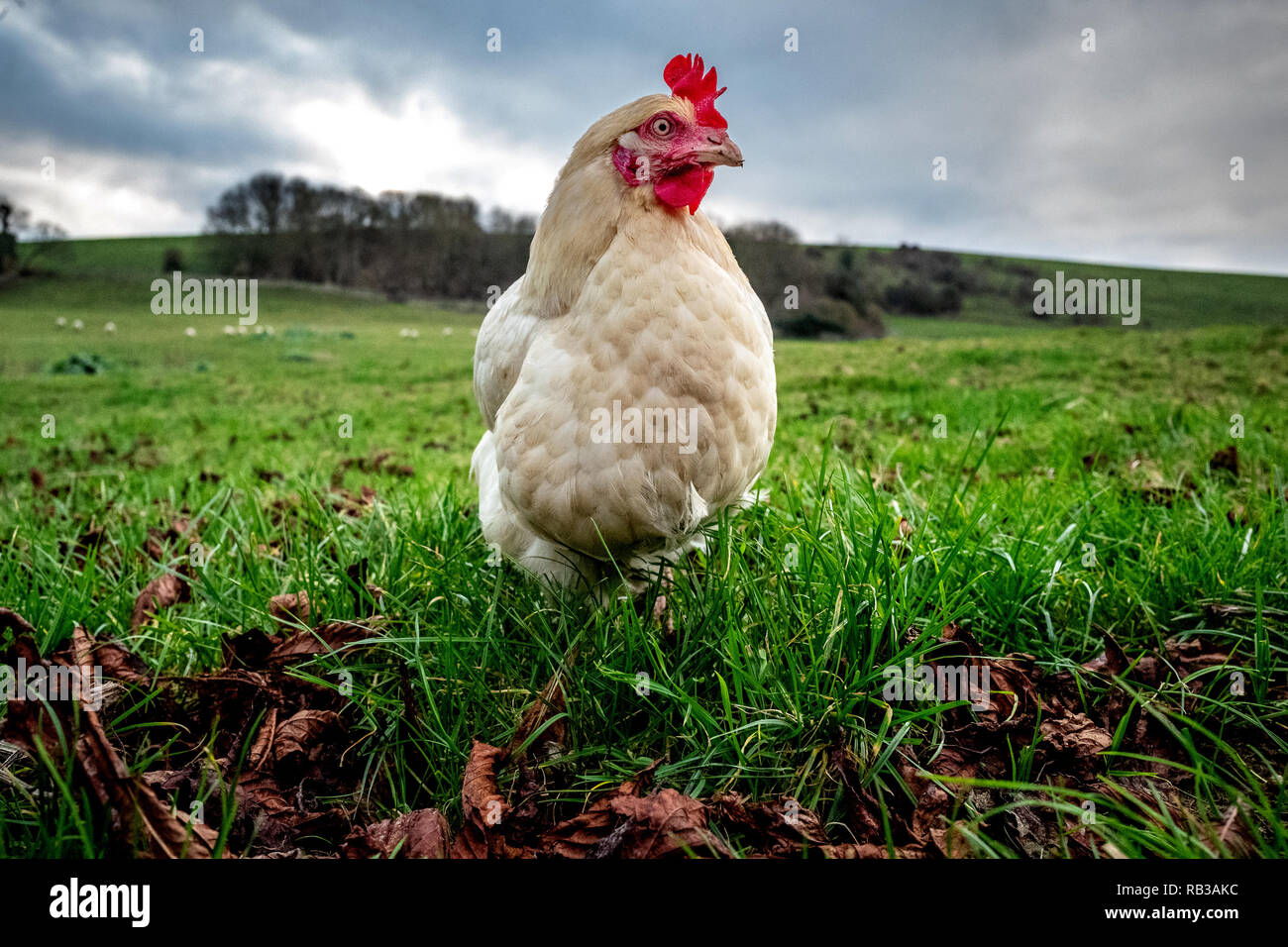 Huhn auf einer farm -Fotos und -Bildmaterial in hoher Auflösung – Alamy