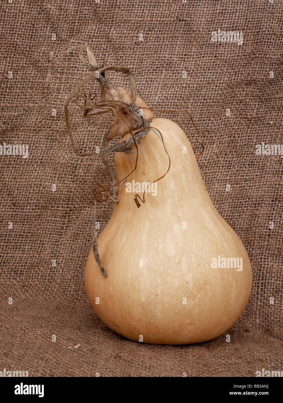 Home gewachsen butternut squash mit Stängel und Ranken auf hessischen. Wirklich organisch. Stockfoto