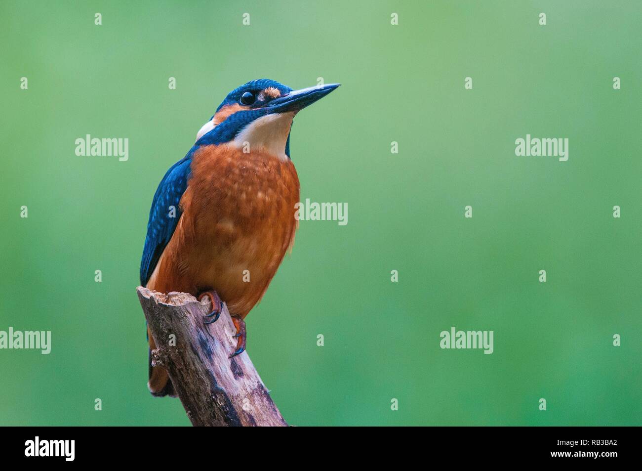 Eine Nahaufnahme Foto von einem Kingfisher auf einem Zweig Stockfoto