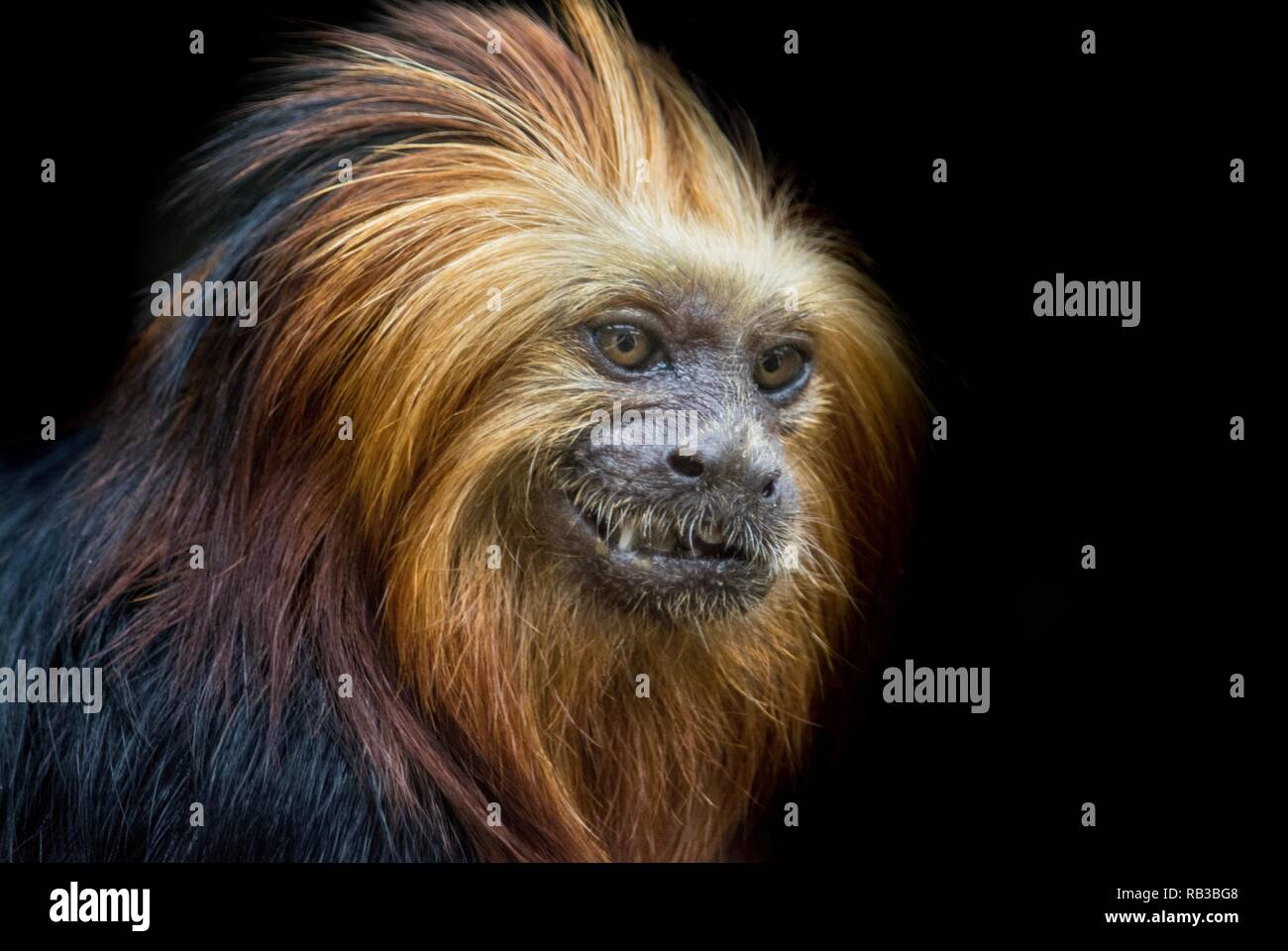 Eine Nahaufnahme Foto von einem roten Titi Monkey Stockfoto