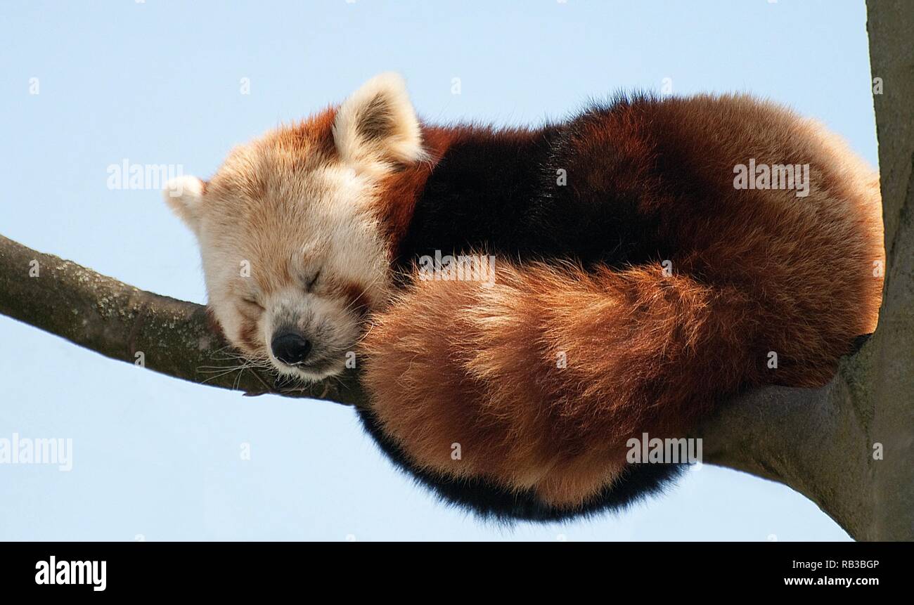 Roter Panda Stockfoto