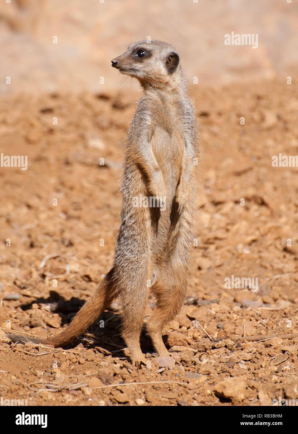 Ein Erdmännchen stehend hoch Stockfoto