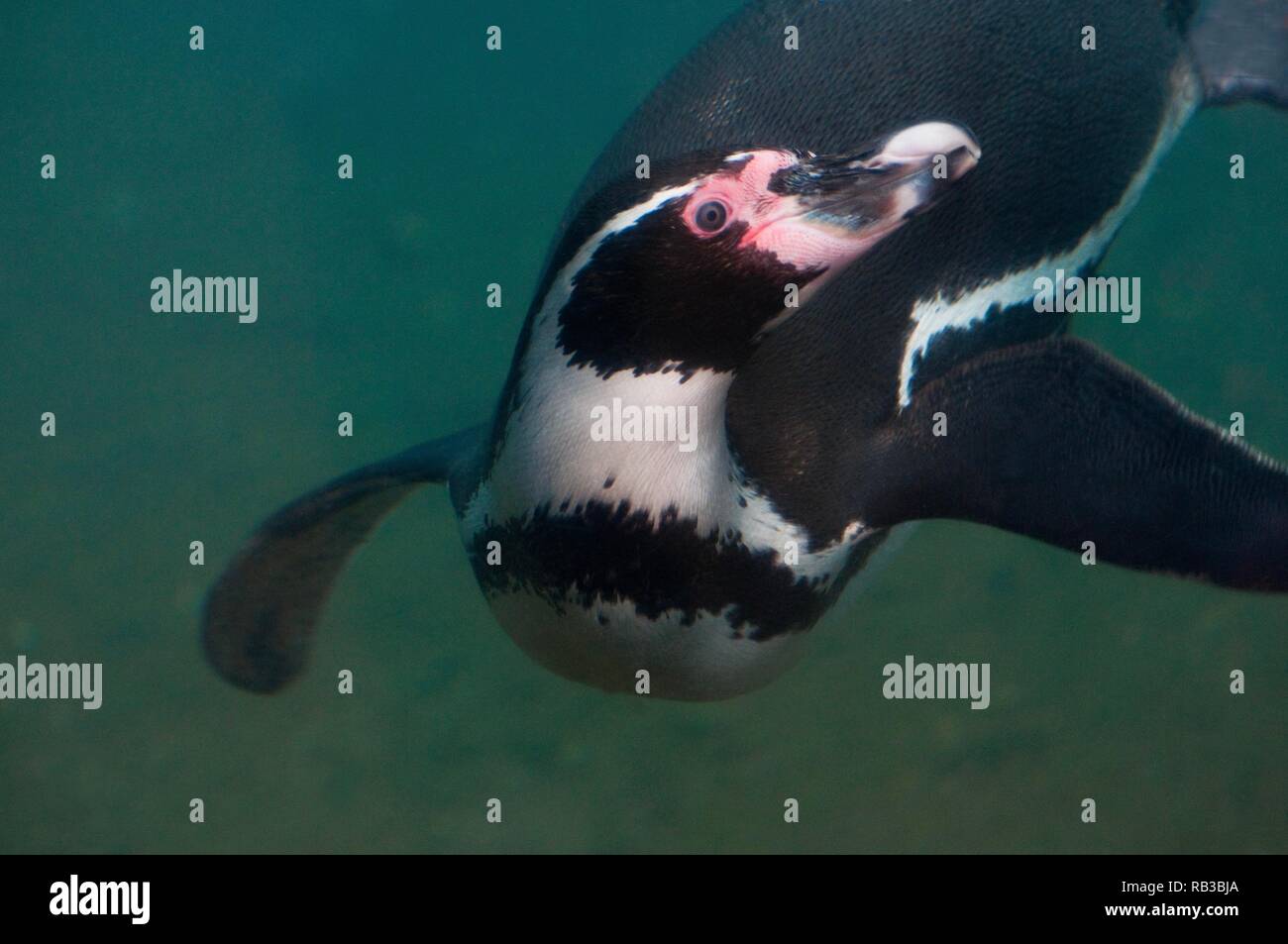 Ein Humboldts Pinguin Schwimmen unter Wasser Stockfoto