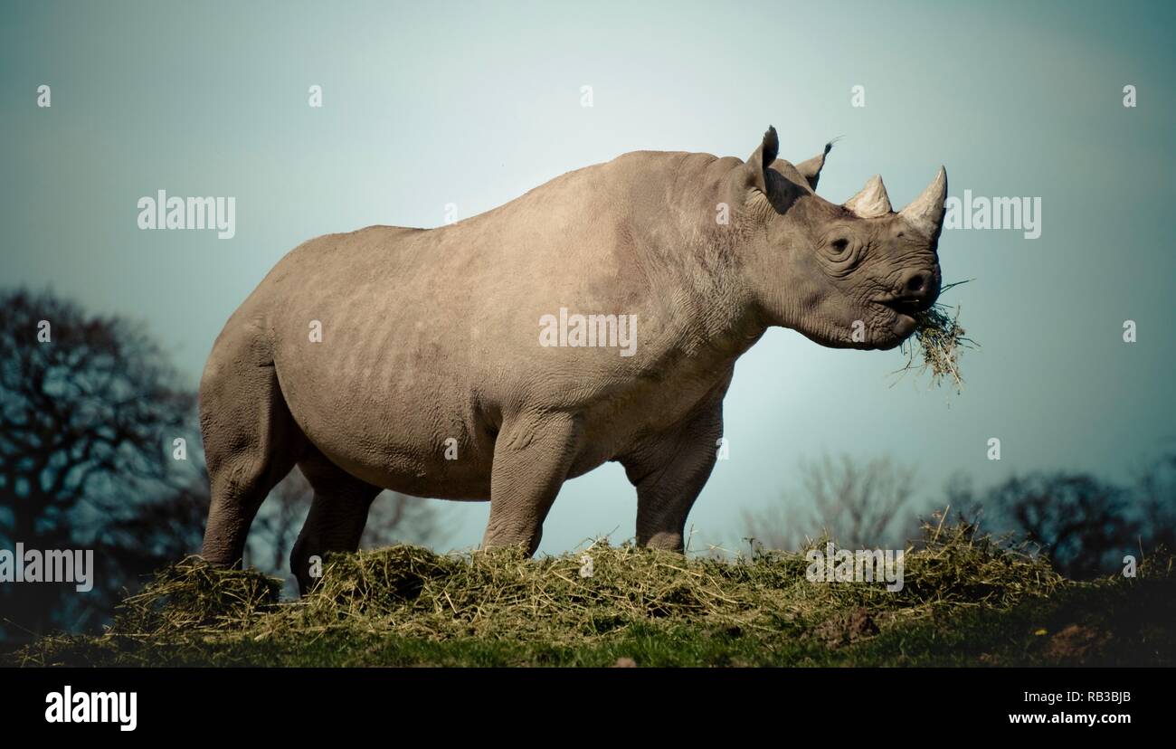 Wie das nashorn zu seiner haut kam -Fotos und -Bildmaterial in hoher ...