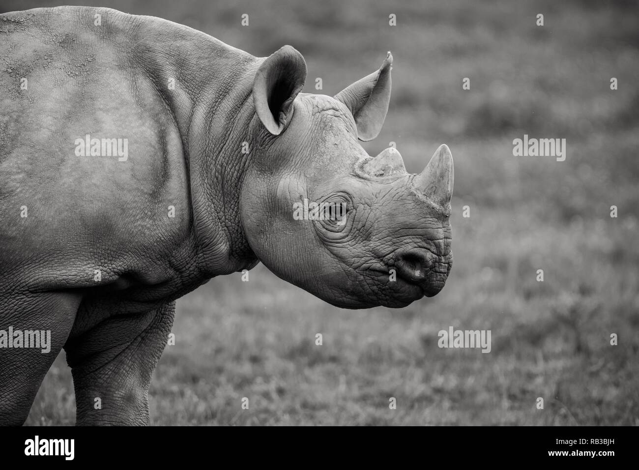 Nashorn erhaltung -Fotos und -Bildmaterial in hoher Auflösung – Alamy