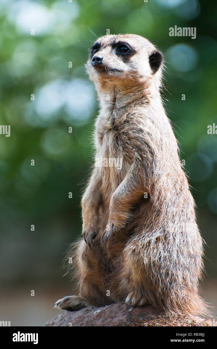 Ein Erdmännchen stehend hoch Stockfoto