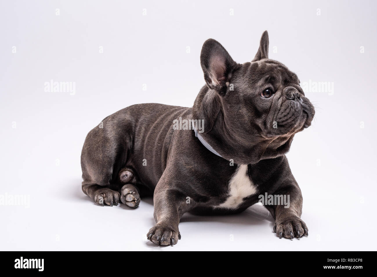 Portrait von Französische Bulldogge suchen neugierig auf der rechten Seite. Studio shot vor weißem Hintergrund. Kopieren Sie Raum für kommerzielle und Werbung Stockfoto