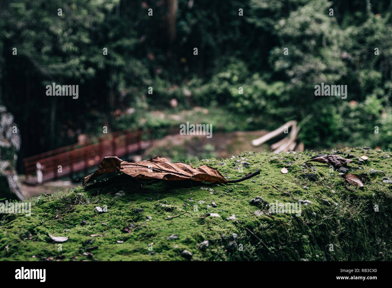 Braun Blatt liegt auf einer grünen Moos bedeckt Rock im Dschungel Wald von Bali, Indonesien. Es ist eine grüne und friedliche Atmosphäre, sehr entspannend Stockfoto