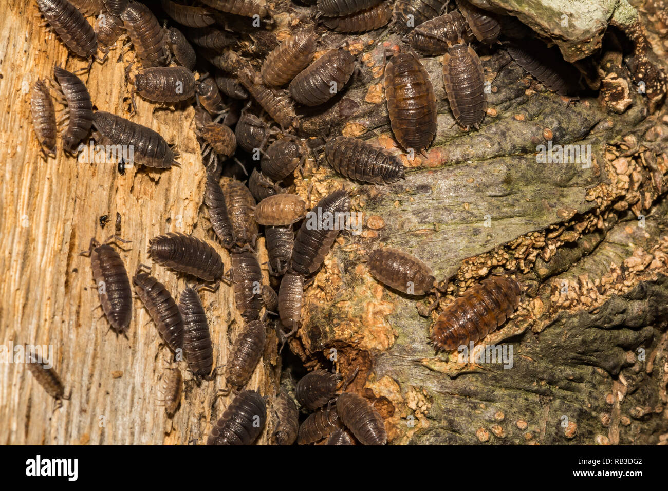 Sowbugs (Oniscus spp.) Stockfoto