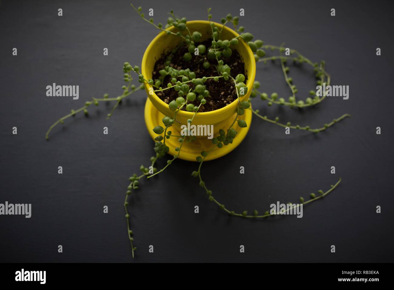 Eine Zeichenkette von Perle Pflanze - senecio rowleyanus. Stockfoto
