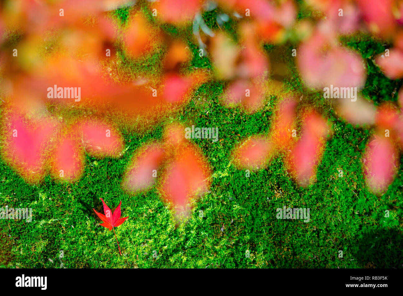 Blätter im Herbst mit Sonnenschein. Herbst ist einer der bekanntesten Jahreszeiten in Japan zu reisen. Um Arashiyama, Japan. Stockfoto