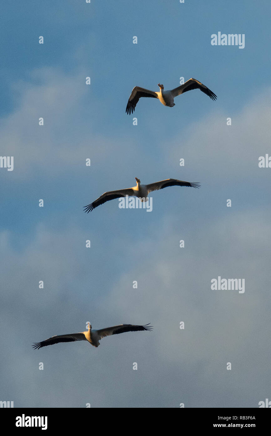 Amerikanische weiße Pelikane im Flug. Stockfoto