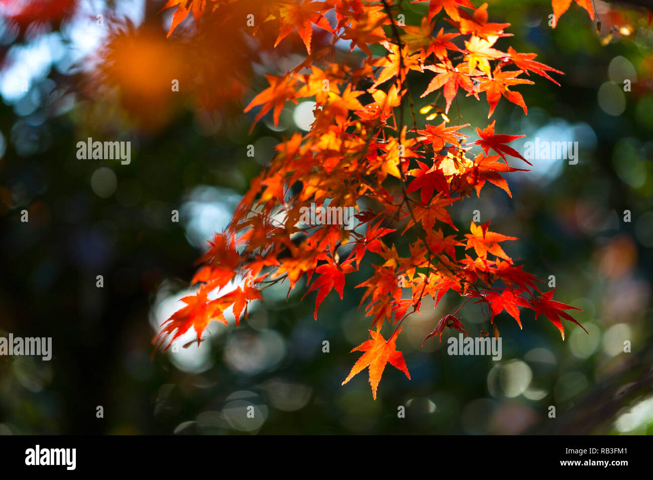 Blätter im Herbst mit Sonnenschein. Herbst ist einer der bekanntesten Jahreszeiten in Japan zu reisen. Um Arashiyama, Japan. Stockfoto