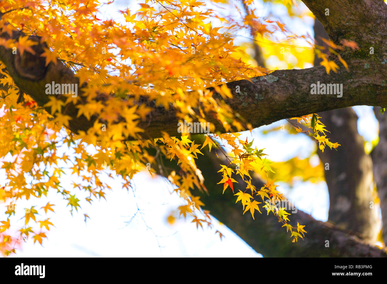 Blätter im Herbst mit Sonnenschein. Herbst ist einer der bekanntesten Jahreszeiten in Japan zu reisen. Um Arashiyama, Japan. Stockfoto