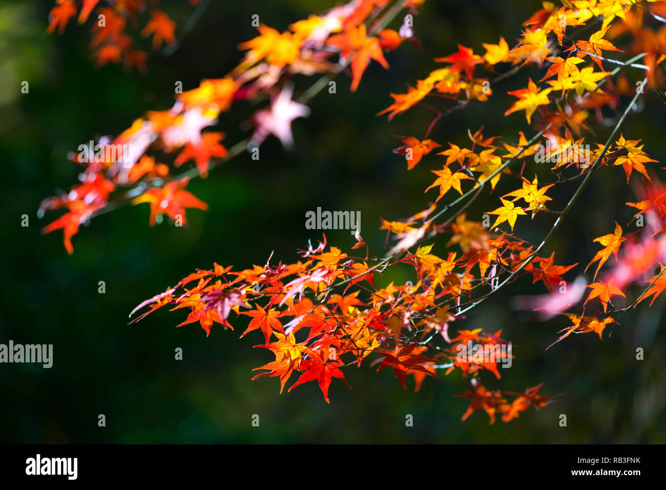 Blätter im Herbst mit Sonnenschein. Herbst ist einer der bekanntesten Jahreszeiten in Japan zu reisen. Um Arashiyama, Japan. Stockfoto