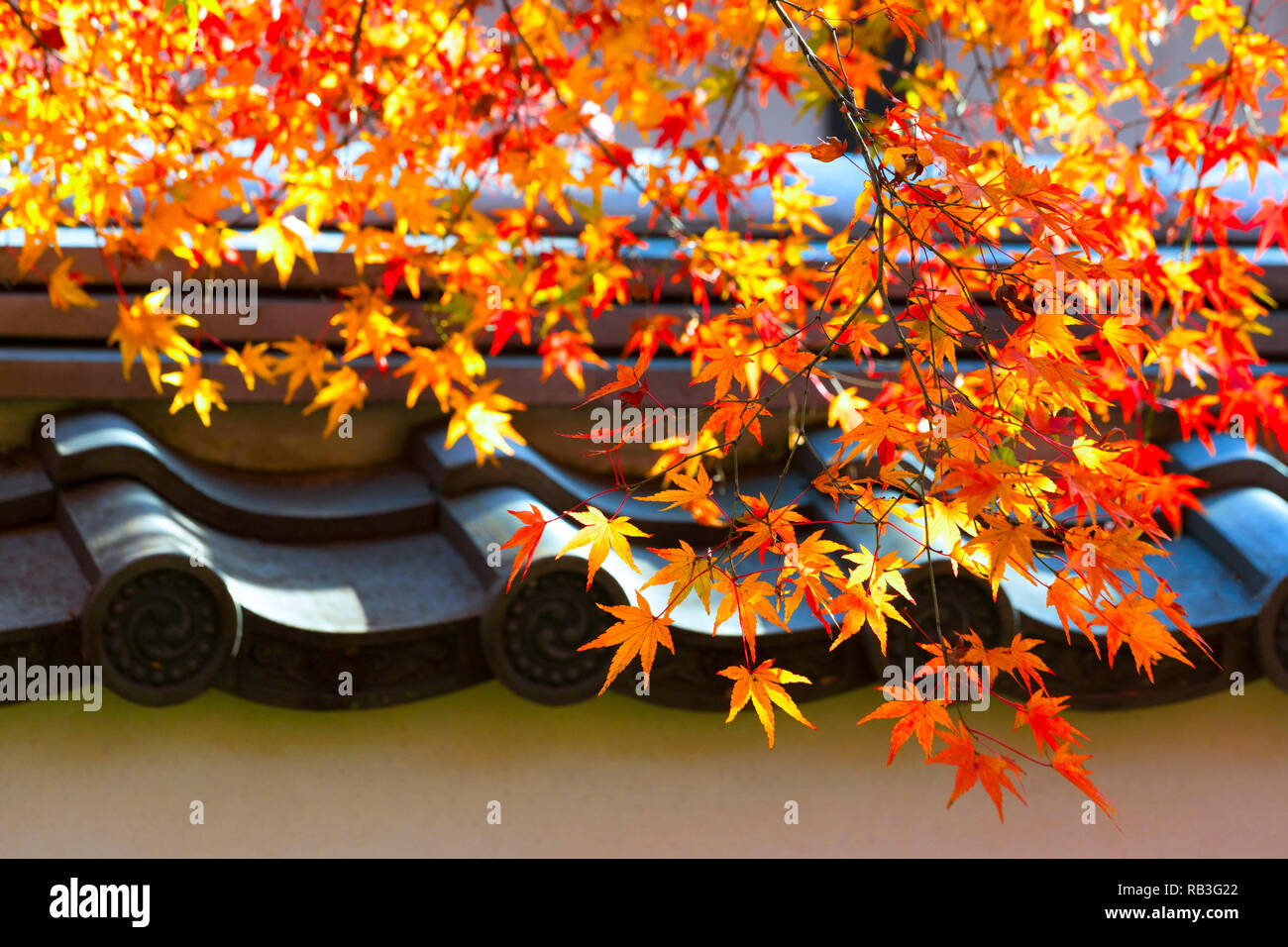 Blätter im Herbst mit Sonnenschein. Herbst ist einer der bekanntesten Jahreszeiten in Japan zu reisen. Um Arashiyama, Japan. Stockfoto