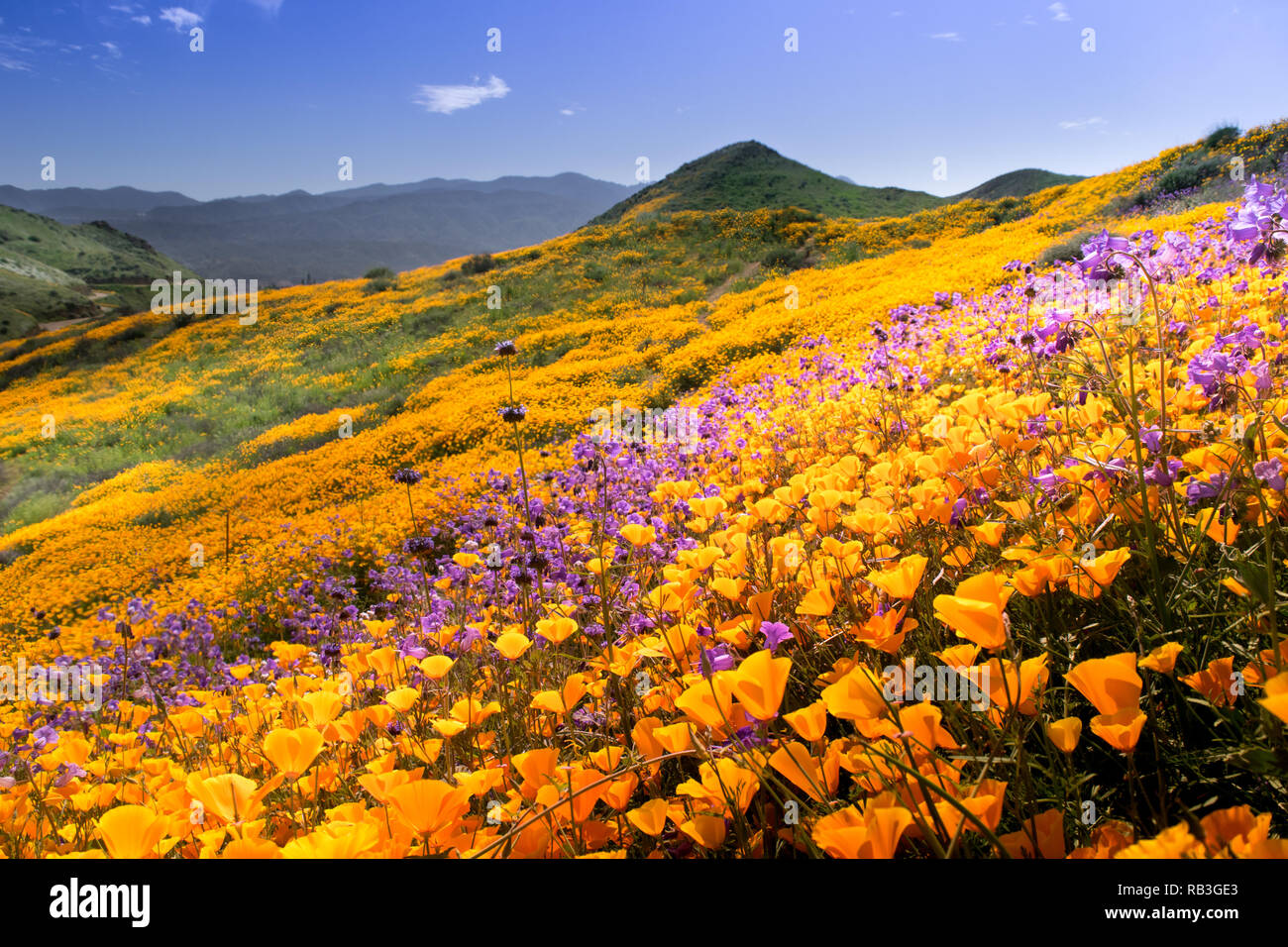 Hang des California Poppy während super Blüte 2016 am Lake Elsinore Stockfoto