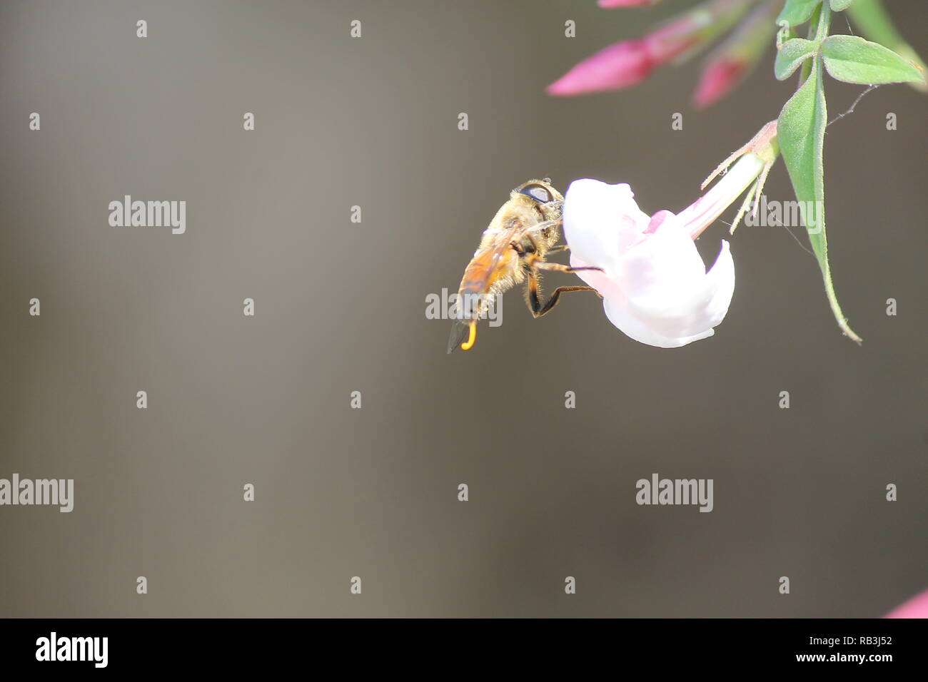 Biene auf Blüte Stockfoto