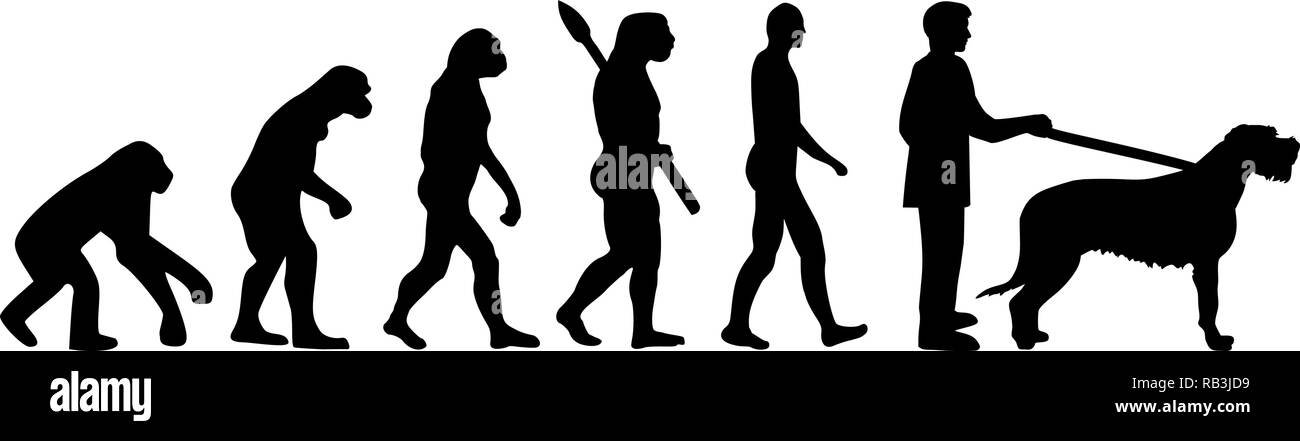 Irish Wolfhound evolution Entwicklung mit Silhouette Stock Vektor
