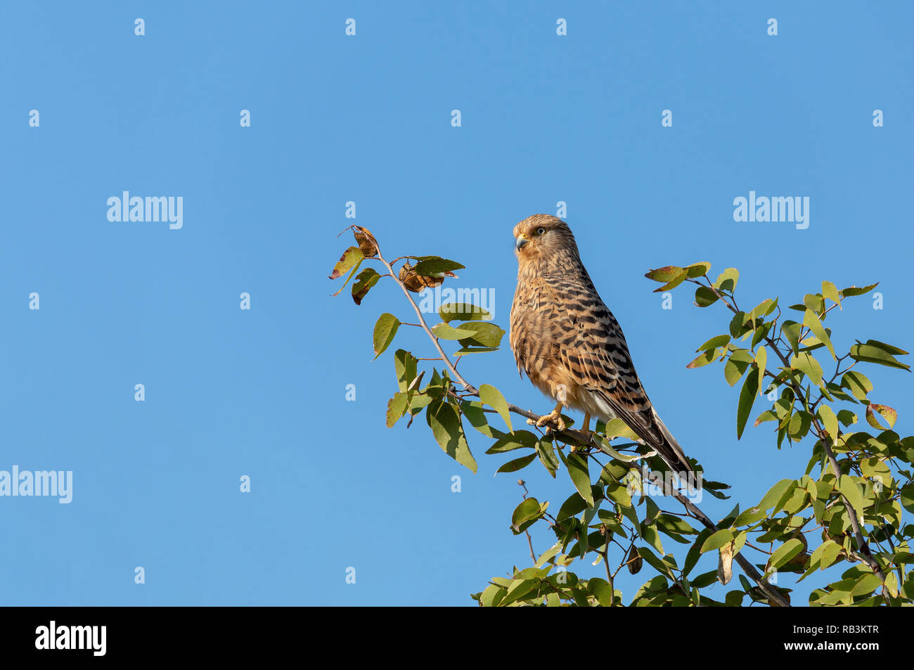 Mehr Turmfalken (Falco rupicoloides) in einen Baum in natiral Lebensraum gegen den blauen Himmel, Etosha, Namibia Afrika Safari Wildlife gehockt Stockfoto