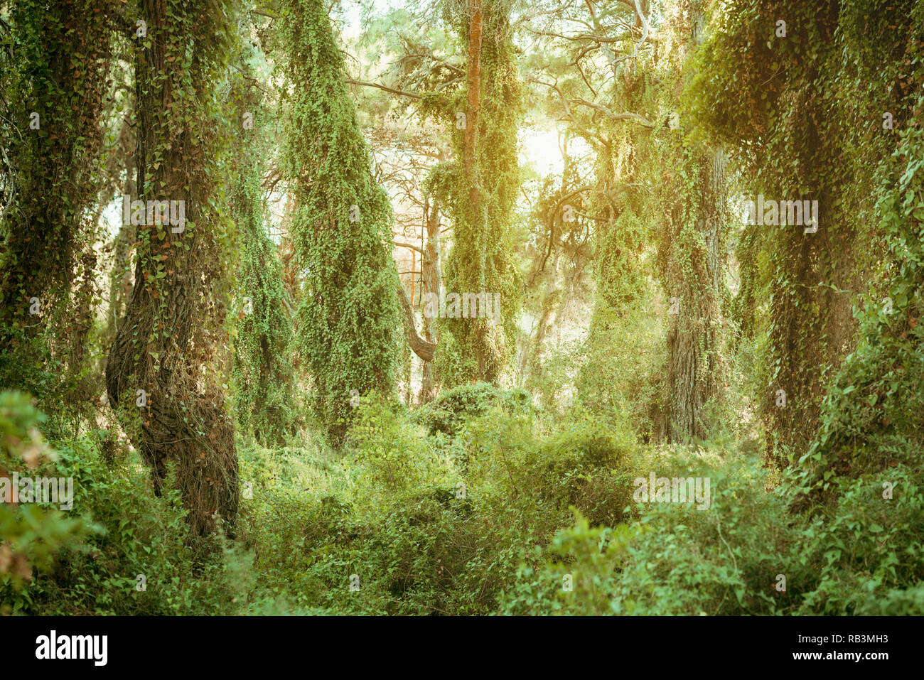 Grüne Waldlandschaft mit Stämme der Bäume bedeckt mit Efeu Stockfoto