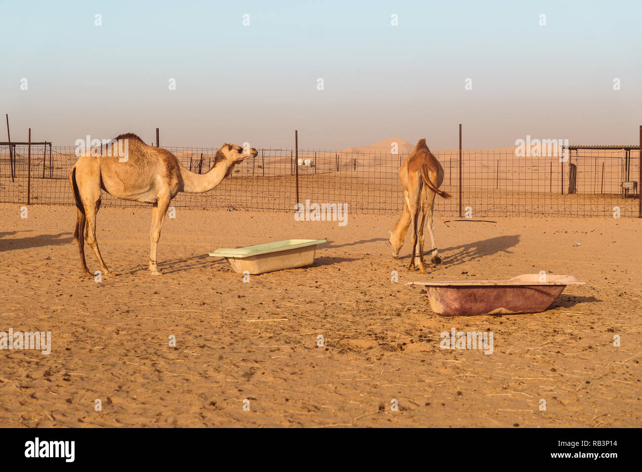 Wilde Kamele in der Wüste von Al Khatim in Abu Dhabi, Emirates Stockfoto