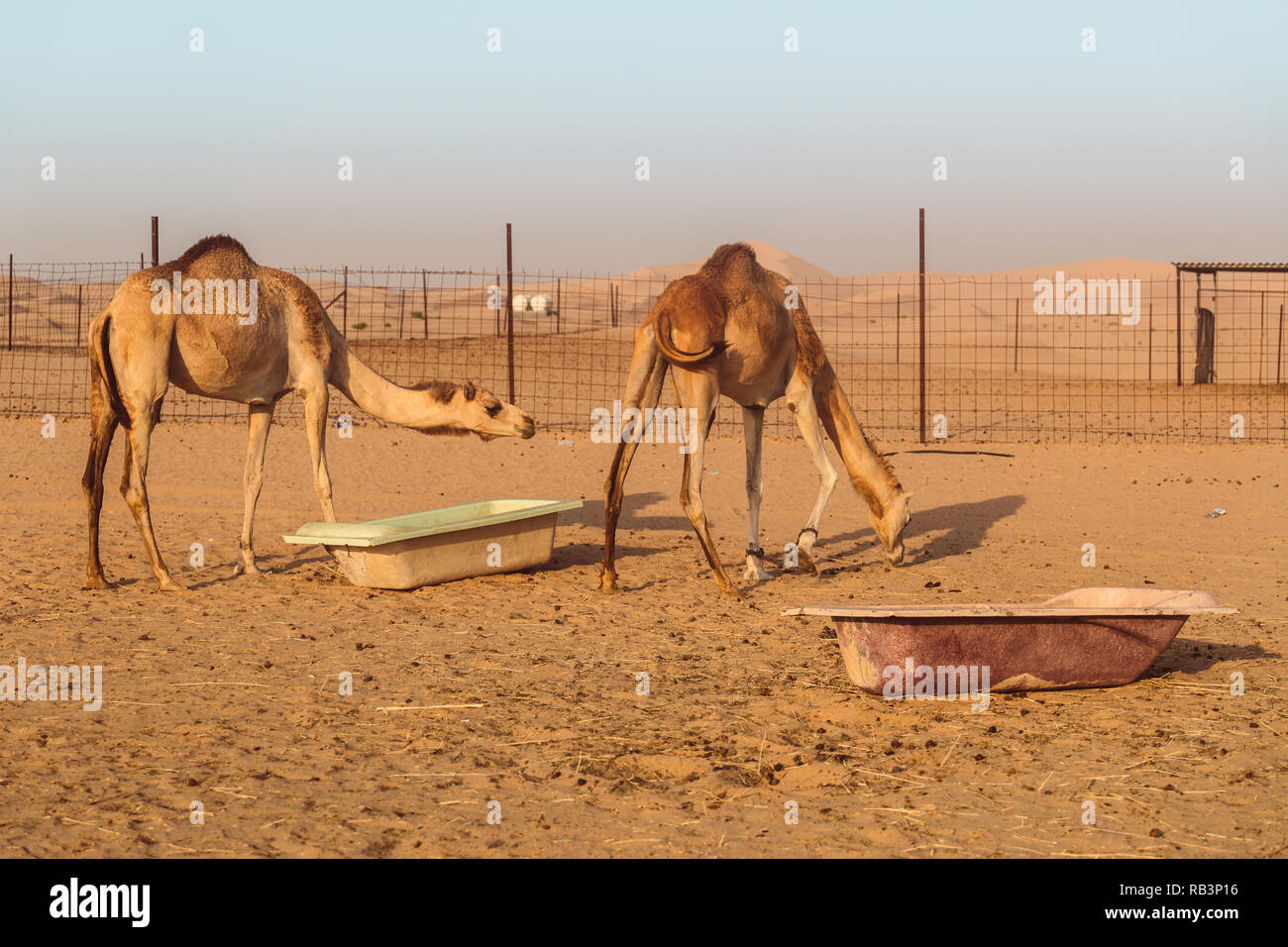 Wilde Kamele in der Wüste von Al Khatim in Abu Dhabi, Emirates Stockfoto