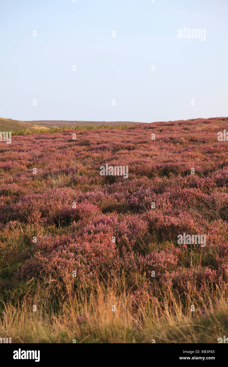 Heather, Ende der Welt, beliebt bei Wanderern, Vale, eglwyseg Tal, Denbighshire, Nord Wales Wales, Vereinigtes Königreich Stockfoto