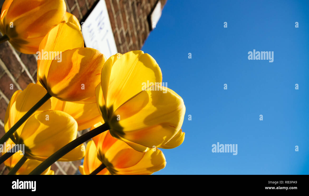 Fruhling Gelbe Tulpen Bluhen Mit Grunen Halmen Gegen Eine Typische