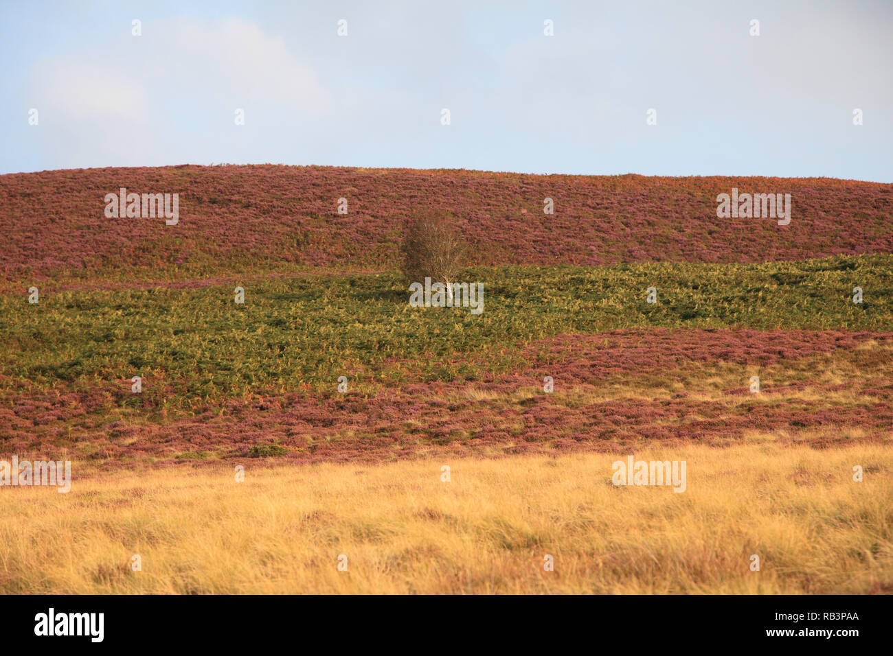 Heather, Ende der Welt, beliebt bei Wanderern, Vale, eglwyseg Tal, Denbighshire, Nord Wales Wales, Vereinigtes Königreich Stockfoto