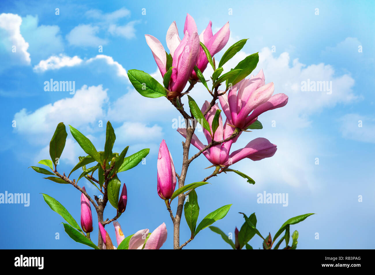 Magnolienblüte auf Zweig gegen den blauen Himmel im Frühling. Stockfoto