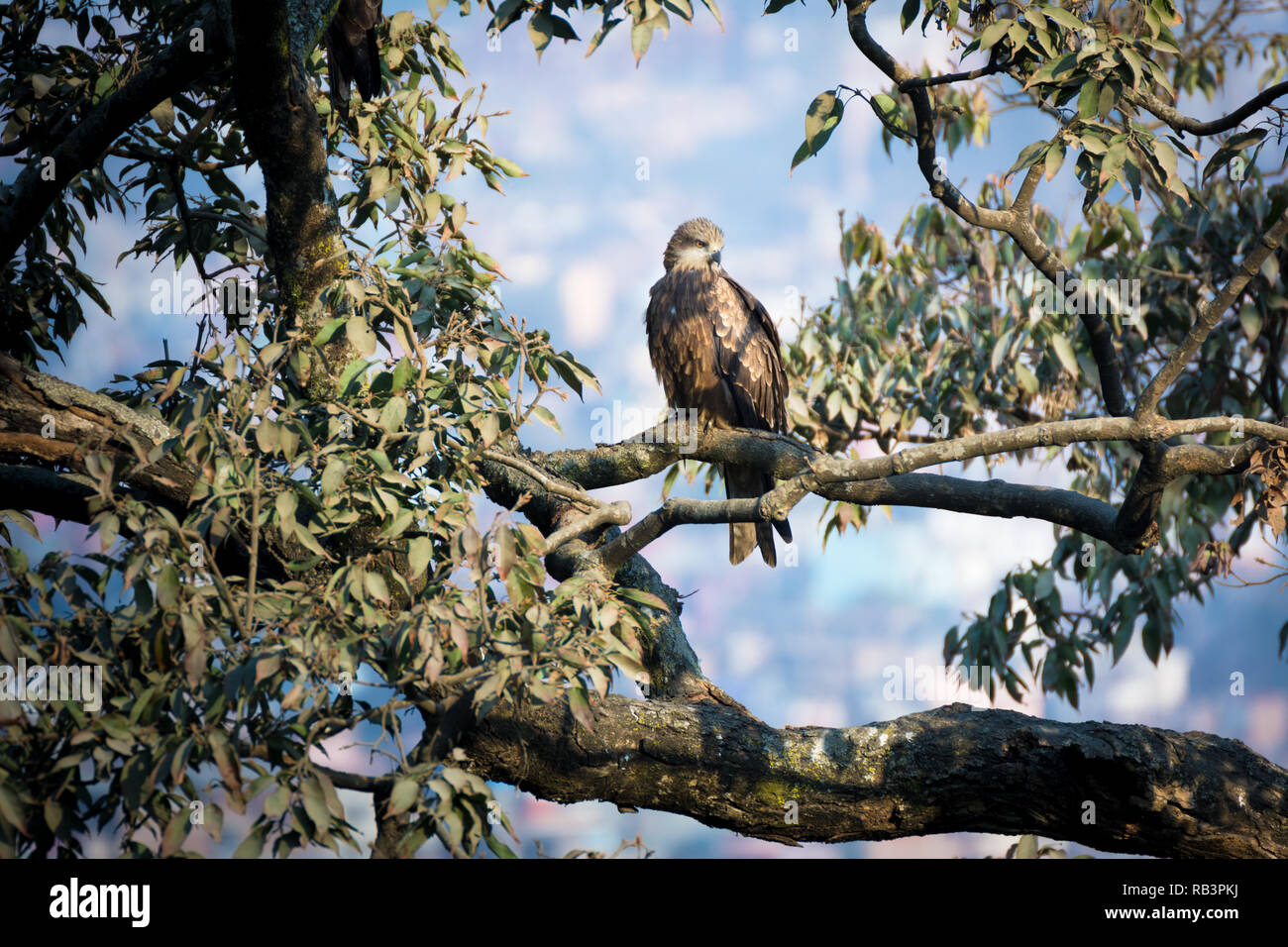 Eine schöne Golden Eagle sitzen auf einem Baum im Herbst Stockfoto