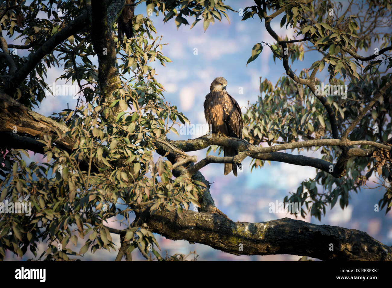 Eine schöne Golden Eagle sitzen auf einem Baum im Herbst Stockfoto