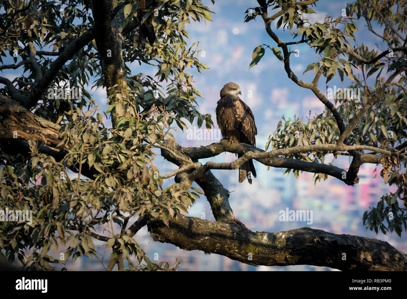 Eine schöne Golden Eagle sitzen auf einem Baum im Herbst Stockfoto