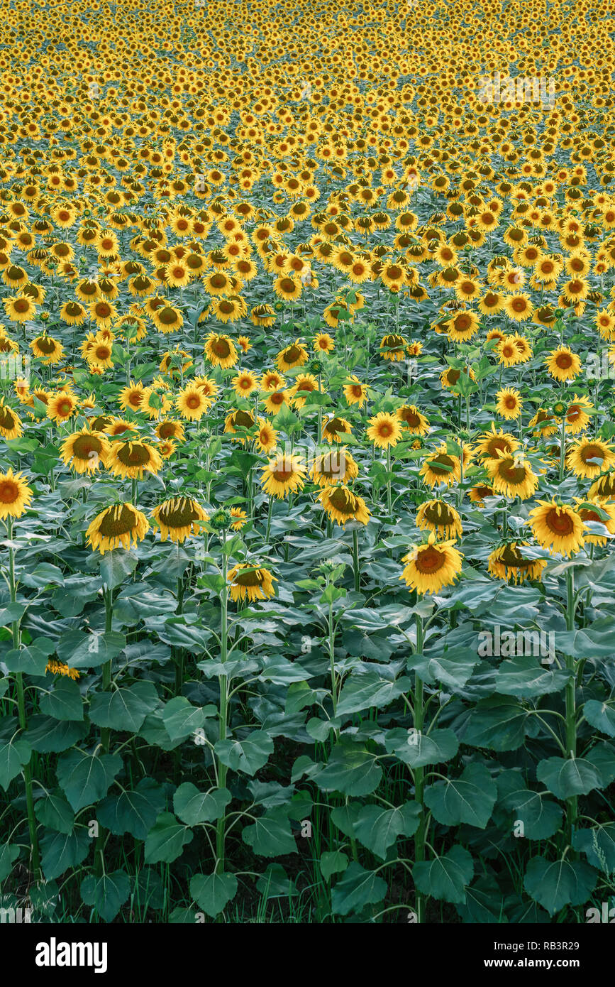 Reihen mit wunderschönen Sonnenblumen auf ein Sonnenblumenfeld Stockfoto