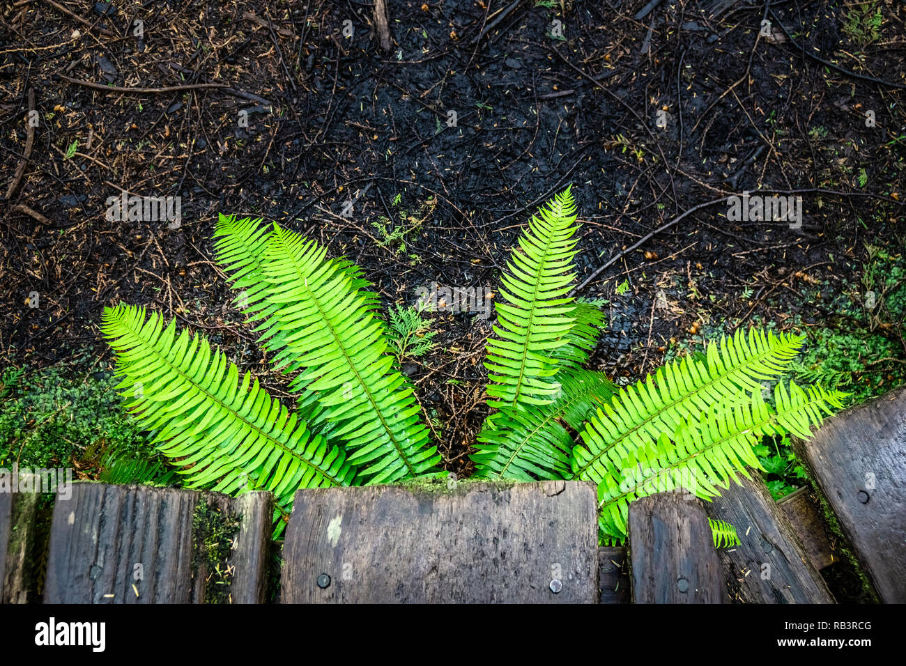 Draufsicht auf das Schwert Farne, Polystichum munitum, in Olympic Peninsula Regenwald, Pazifikküste, Washington State, USA. Stockfoto