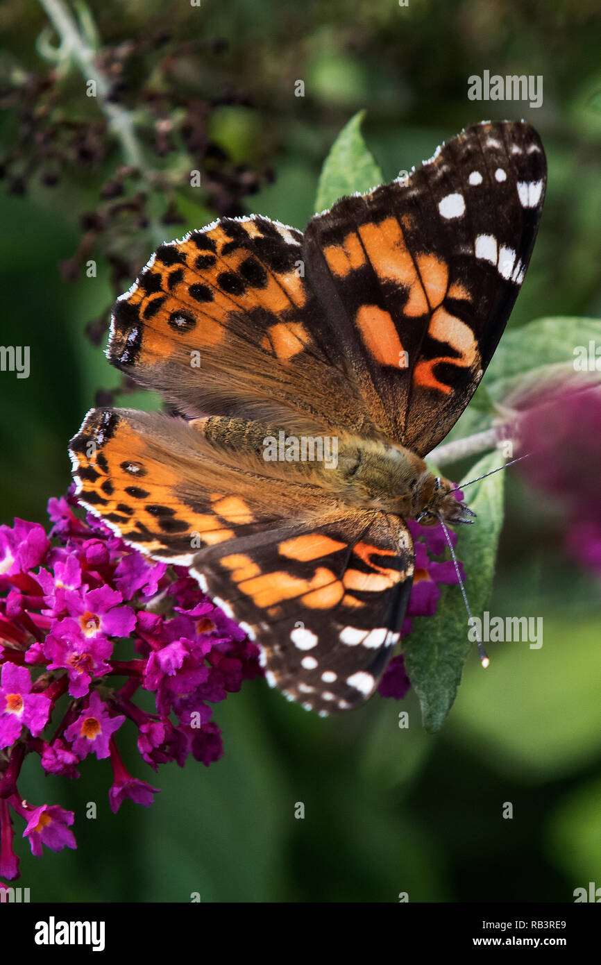Gemalter Schmetterling auf roter Blume im Herbst, Vanessa cardui Stockfoto